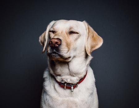 four-legged heroes