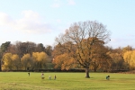 Abbey Fields 004