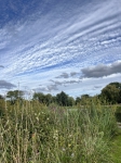 Laura abbey fields