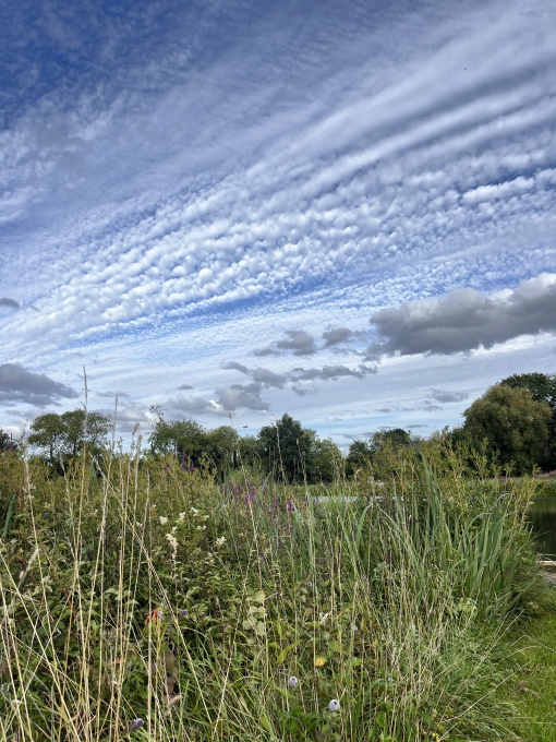 Laura abbey fields