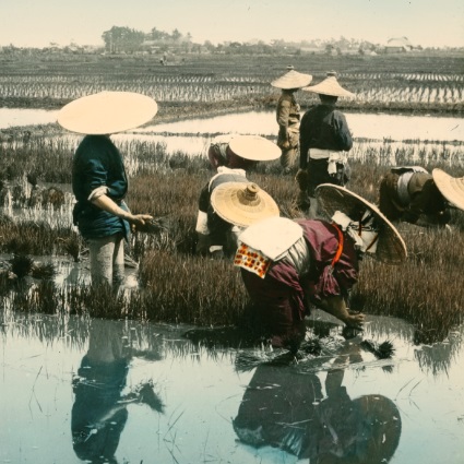 Paddy Fields, Nagoya